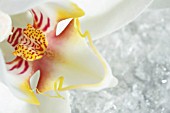 PHALAENOPSIS, WHITE ORCHID CLOSE UP ON ICE CRYSTALS