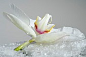 PHALAENOPSIS, WHITE ORCHID ON ICE CRYSTALS