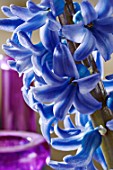 BLUE HYACINTHUS FLOWER