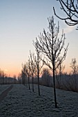 ROW OF FROSTED TREES ON WINTER MORNING