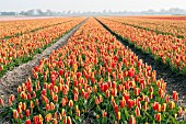 FIELD OF RED-YELLOW TULIPS