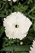 DIANTHUS CHINENSIS F1 DIANA WHITE