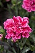 DIANTHUS CARYOPHYLLUS SUNCHARM BICOLOR RED ROSE COMPACT