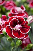 DIANTHUS CARYOPHYLLUS SUNCHARM BICOLOR RED WHITE