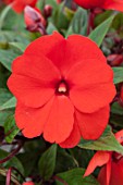 IMPATIENS (NEW GUINEA HYBRID) COLORPOWER BRIGHT RED