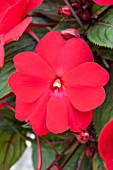 IMPATIENS (NEW GUINEA HYBRID) COLORPOWER DEEP RED CATANIA
