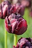 Tulipa Black Hero
