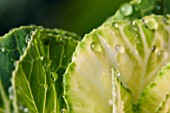 WATER DROPLETS ON BRASSICA