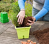 PLANTING A HERB CONTAINER