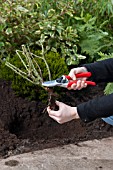 PRUNING A ROSE BEFORE PLANTING