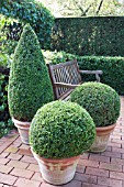 Buxus sempervirens in containers
