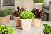 MIXED LETTUCE IN POTS; LACTUCA SATIVA DEER TONGUE RED, MORDORE, REINE DES GLACES