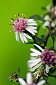 ASTER LATERIFLORUS LADY IN BLACK