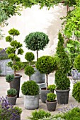 ASSORTED TOPIARY IN CONTAINERS