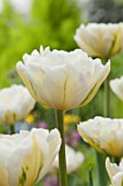 Tulipa White Touch