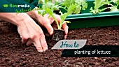 HOW TO: PLANTING LETTUCE (LACTUCA SATIVA)- STEP BY STEP ACTION VIDEO