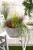 MIXED GRASSES IN CONTAINER
