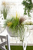 MIXED GRASSES IN CONTAINER