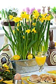 EASTER BREAKFAST - NARCISSUS TETE-A-TETE