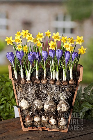 LAYERED_BULBS_NARCISSUS_AND_CROCUS_LASAGNE_METHOD_OF_PLANTING