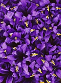 Iris, Iris reticulata Harmony, Mass of purple coloured flowers.