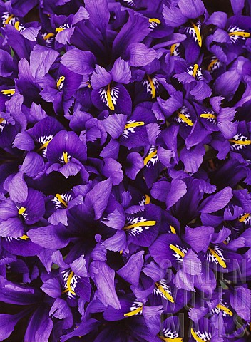 Iris_Iris_reticulata_Harmony_Mass_of_purple_coloured_flowers