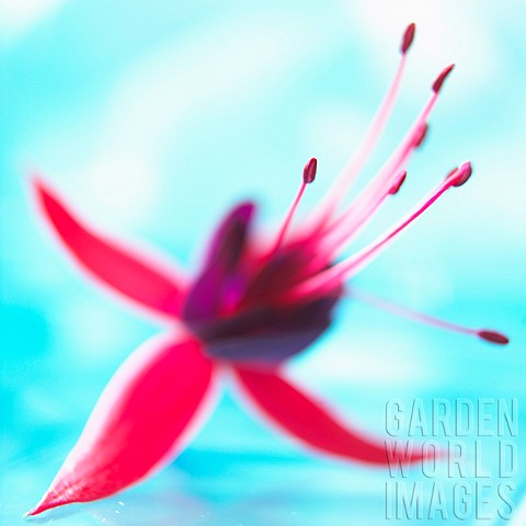 Fuchsia_Red_subject_Studio_shot_of_red_flwoer_against_turquoise_background