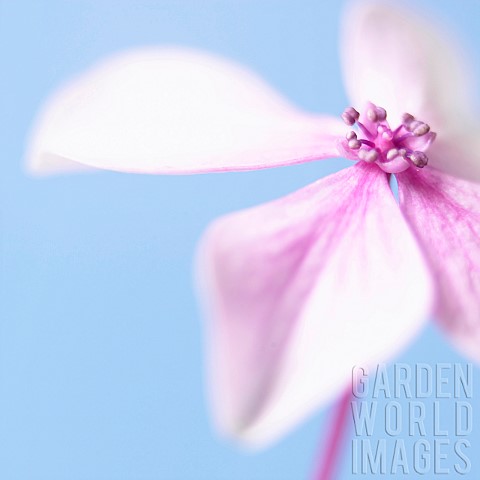 Hydrangea_Hydrangea_Studio_shot_of_pink_coloured_flower_against_a_blue_background