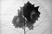 Abstract foliage backlit ,Black & white studio shot.