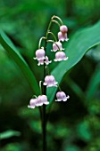 CONVALLARIA MAJALIS F. ROSEA, LILY-OF-THE-VALLEY