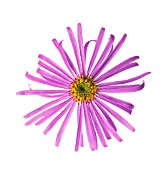 ASTER, ASTER