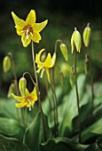 ERYTHRONIUM DENS-CANIS, DOGS TOOTH VIOLET