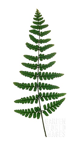 SINGLE_FERN_FROND_VERTICAL_CUT_OUT