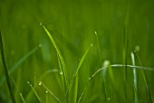 GRASS BLADES WITH DEW DROPS
