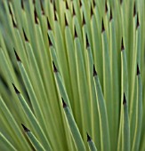 AGAVE STRICTA, AGAVE