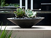 ECHEVERIA GROWING IN SHALLOW BOWL STANDING ON STONE STRUCTURE