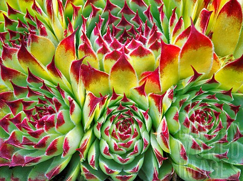 Hens_and_Chicks_succelent_Sempervivum_tectorum_close_up_of_colourful_plant_showing_pattern