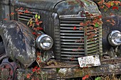 Old truck with blackberry vines in autumn colour, Oregon, USA.