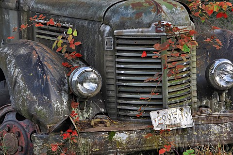 Old_truck_with_blackberry_vines_in_autumn_colour_Oregon_USA