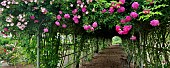 Tunnel through climbing roses, Heirloom Gardens. St Paul, Oregon, USA.