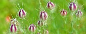 Nigella damascena love in a mist  flower seed heads growing outdoor.