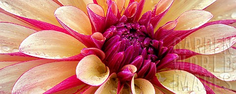 Dahlia_Gitts_Crazy_Close_up_of_flower_showing_pattern_and_water_droplets