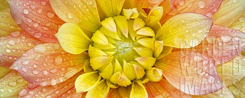 Dahlia_Peaches_and_Dreams_Close_up_showing_pattern_and_water_droplets