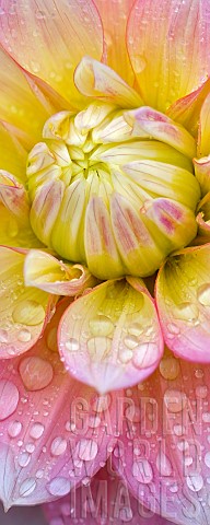 Dahlia_Peaches_and_Dreams_Close_up_showing_pattern_and_water_droplets