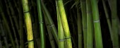 Bamboo, Growing outdoor, Oregon, USA.