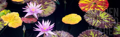 Lily_Water_lily_Tropical_lilies_and_colorful_leaves