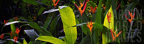 Heliconia_flowers_Hawaii_Tropical_Botanical_Gardens_USA