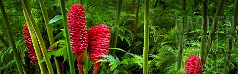 Beehive_Ginger_Zingiber_spectabile_Hawaii_Tropical_Botanical_Gardens_Hawaii_USA