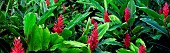 Red Ginger, Alpinia purpurata, Mauai, Hawaii, USA.