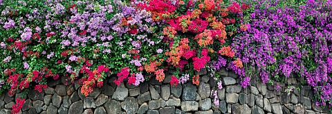 Bougainvillea_Mass_of_colourful_flowers_growing_along_rock_wall_Hawaii_Island_USA